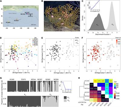 Seascape Genomics Reveals Metapopulation Connectivity Network of Paramuricea biscaya in the Northern Gulf of Mexico